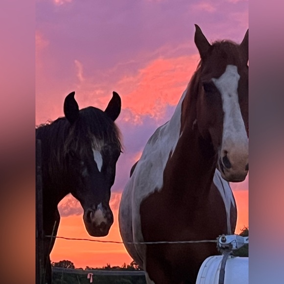 Meet your Posher, Trisha - Picture 8 of 15